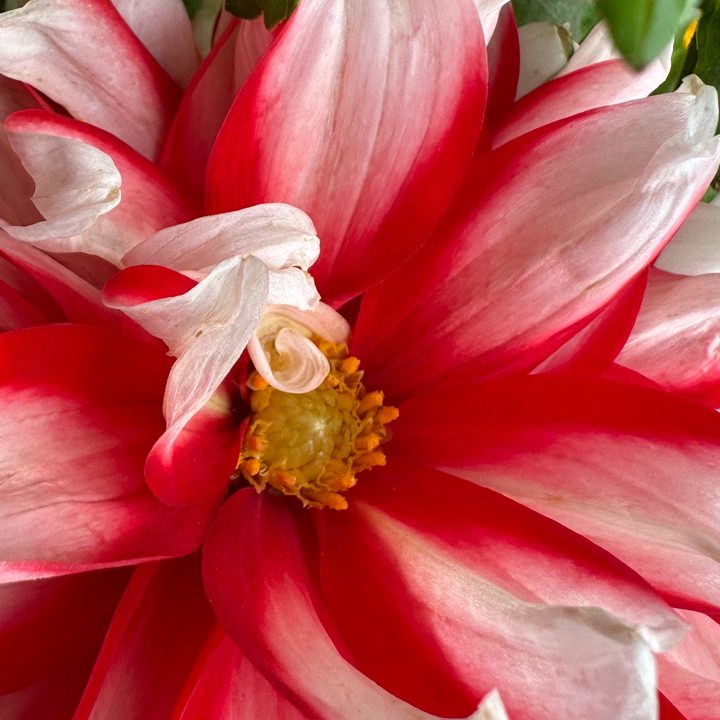 Macro image clicked by iPhone 14 Pro