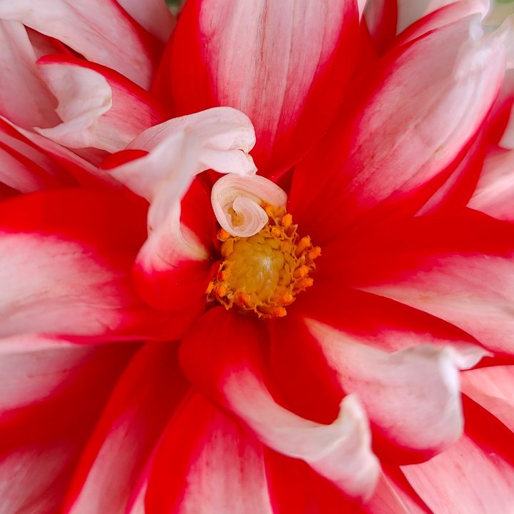 Macro image clicked by OnePlus 10 Pro