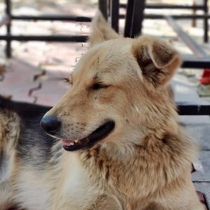 Portrait image clicked by OnePlus 10 Pro
