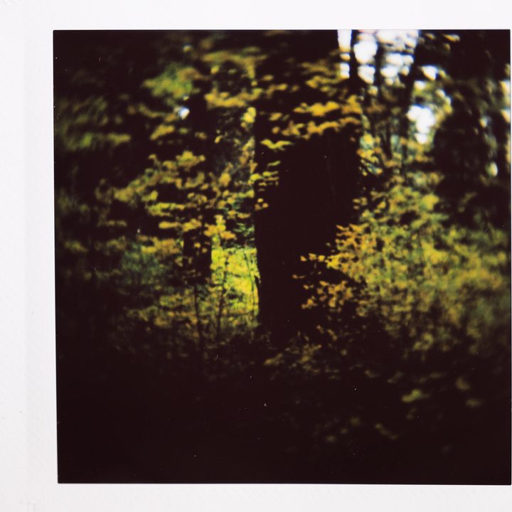 Instax photo of dark trees and bright fall colors.