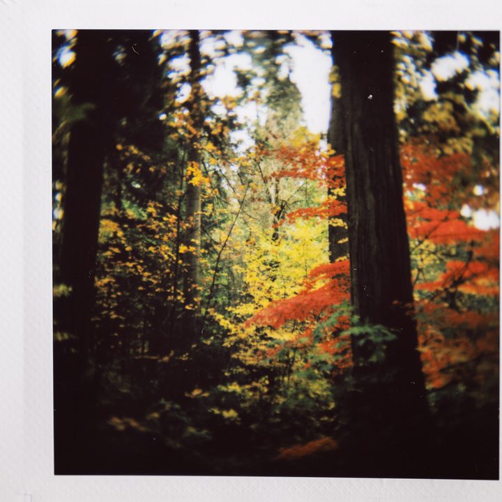 Instax photo of autumn colors in the forest.