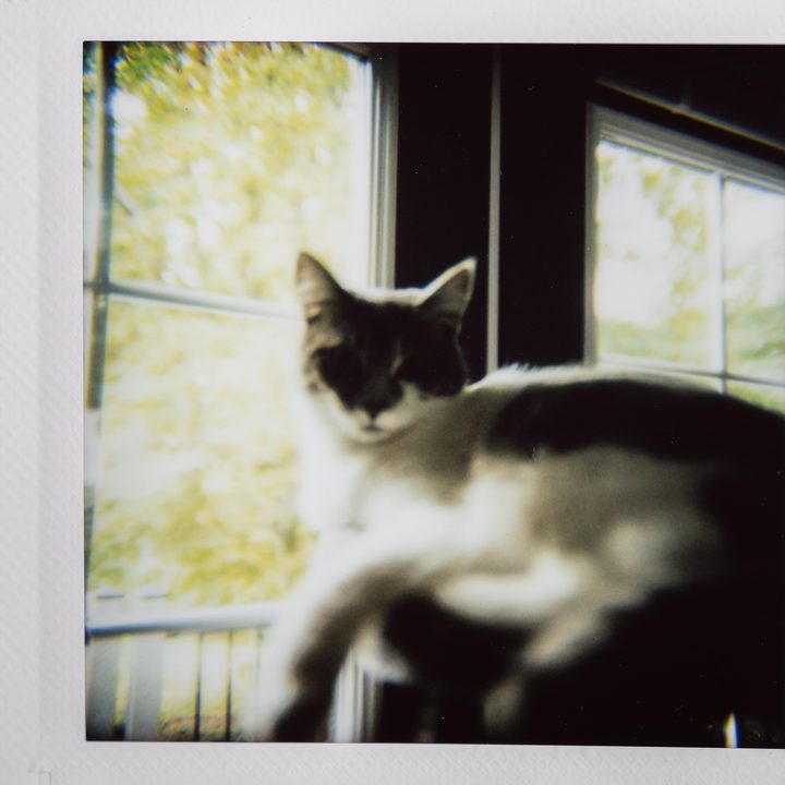 Instax photo of a cat by a window