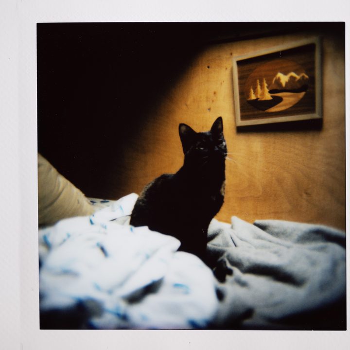Instax photo of a cat on a bed.