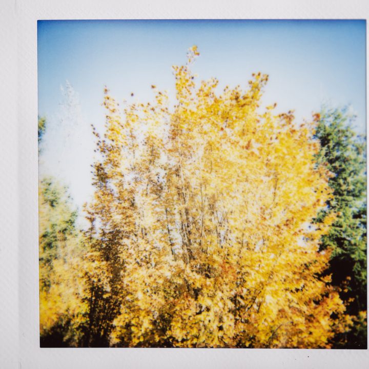 Instax photo of a vine maple tree with autumn leaves.