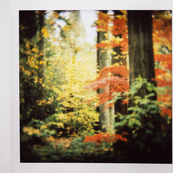Instax photo of fall colors and large trees.