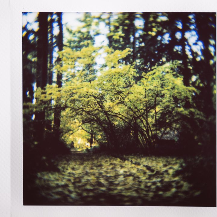 Instax photo of a path through a forest with fall colors.