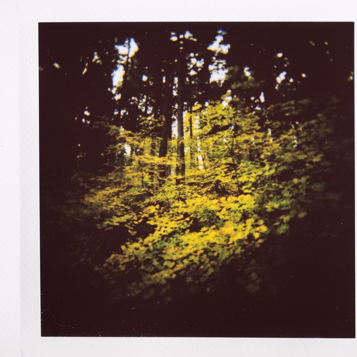 Instax photo of autumn colors in the forest with heavy vignetting.