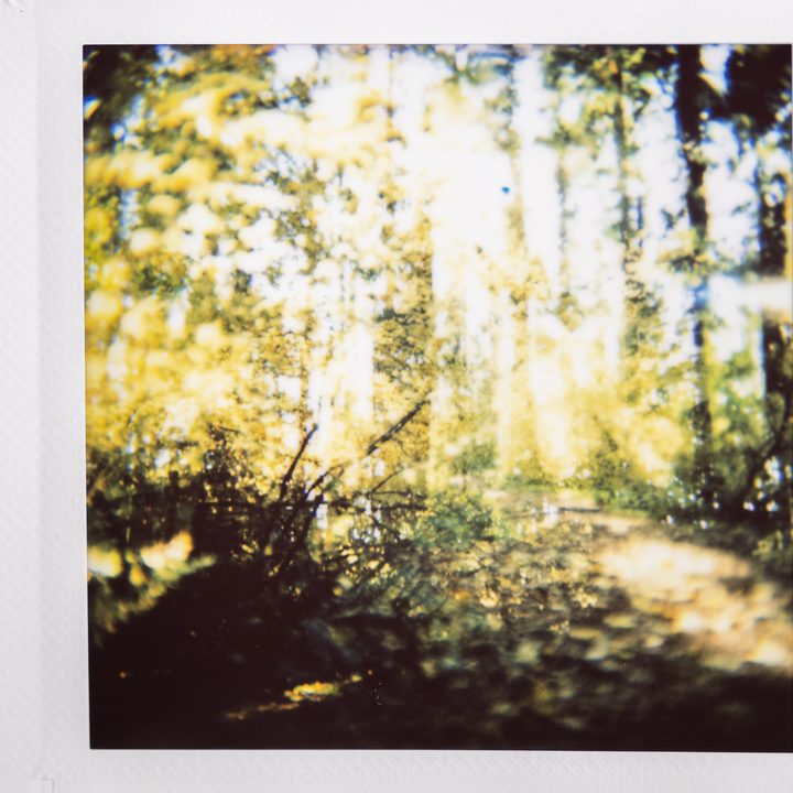 Double exposure Instax photo of an autumn forest.