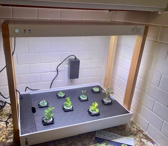 Personal Rise Garden ready to go.