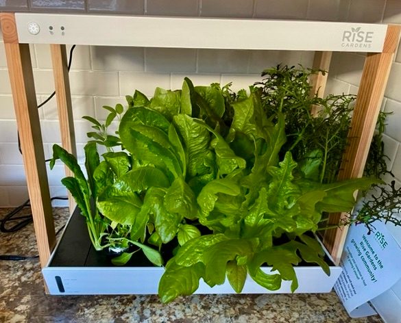 Personal Rise Garden blooming.