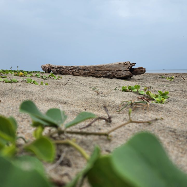 Foliage and log of wood on beach sand with sky in the background captured with the Samsung Galaxy S22 Ultra.