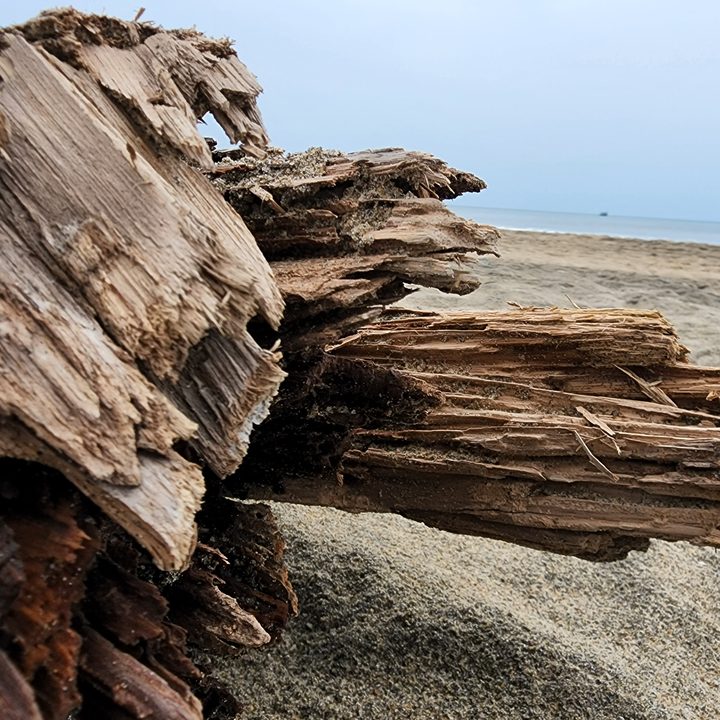 Log of wood on beach sand captured with the Samsung Galaxy S22 Ultra.