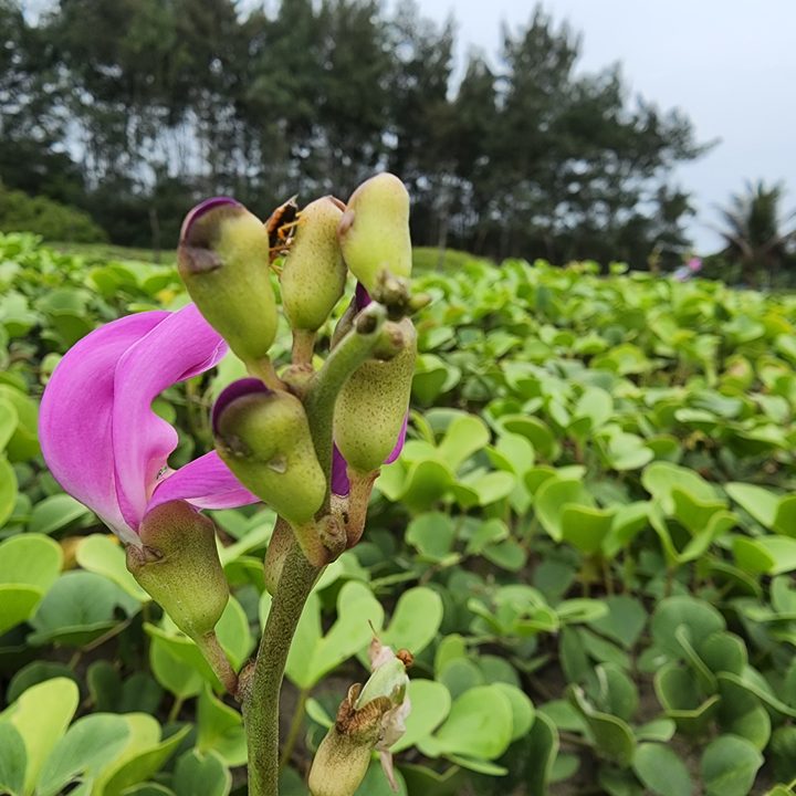 Pink flower with green bushes and trees in the background captured with the Sasmung S22 Ultra.