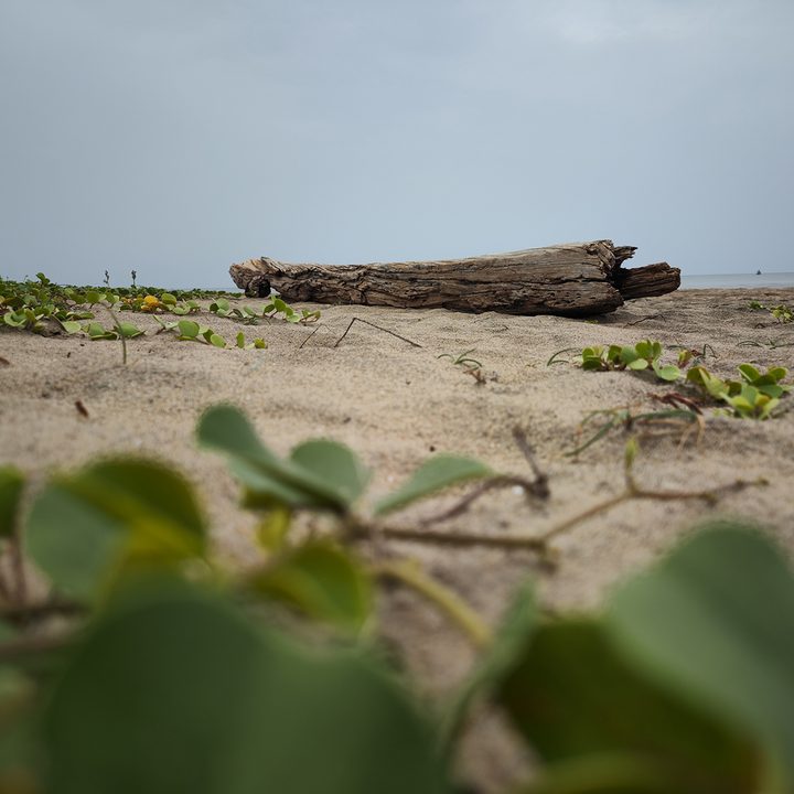 Foliage and log of wood on beach sand with sky in the background captured with the Xiaomi 12S Ultra.
