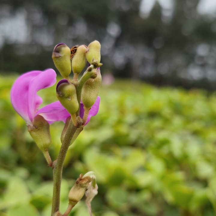 Pink flower with green bushes and trees in the background captured with the Xiaomi 12S Ultra.