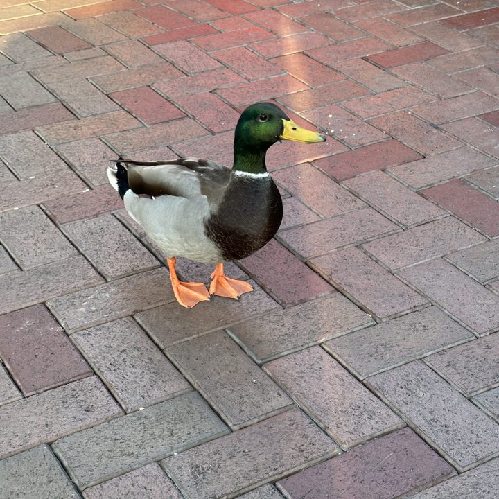 Duck at Disneyland.