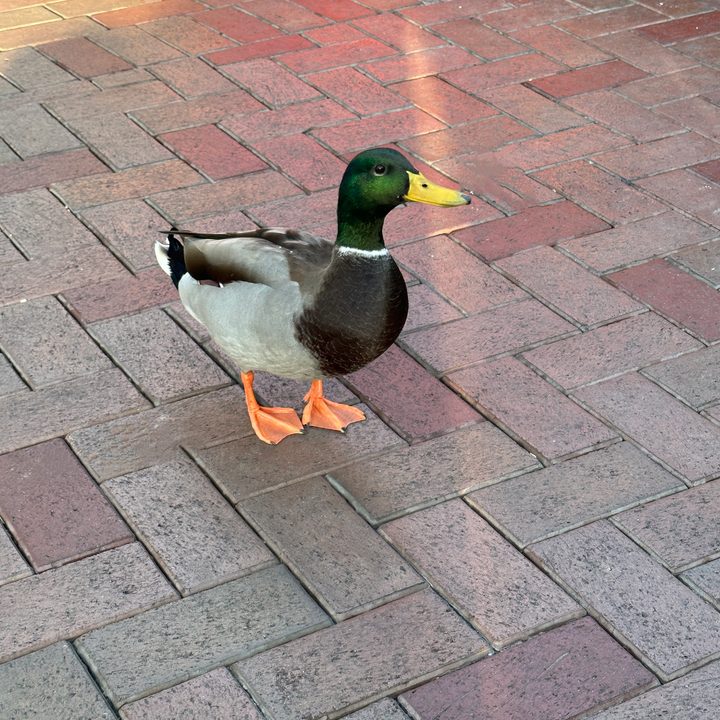 Disneyland duck asking for food from people with Magic Eraser used to remove trash on ground.