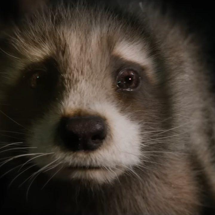 Young Rocket in Guardians of the Galaxy Vol. 3.