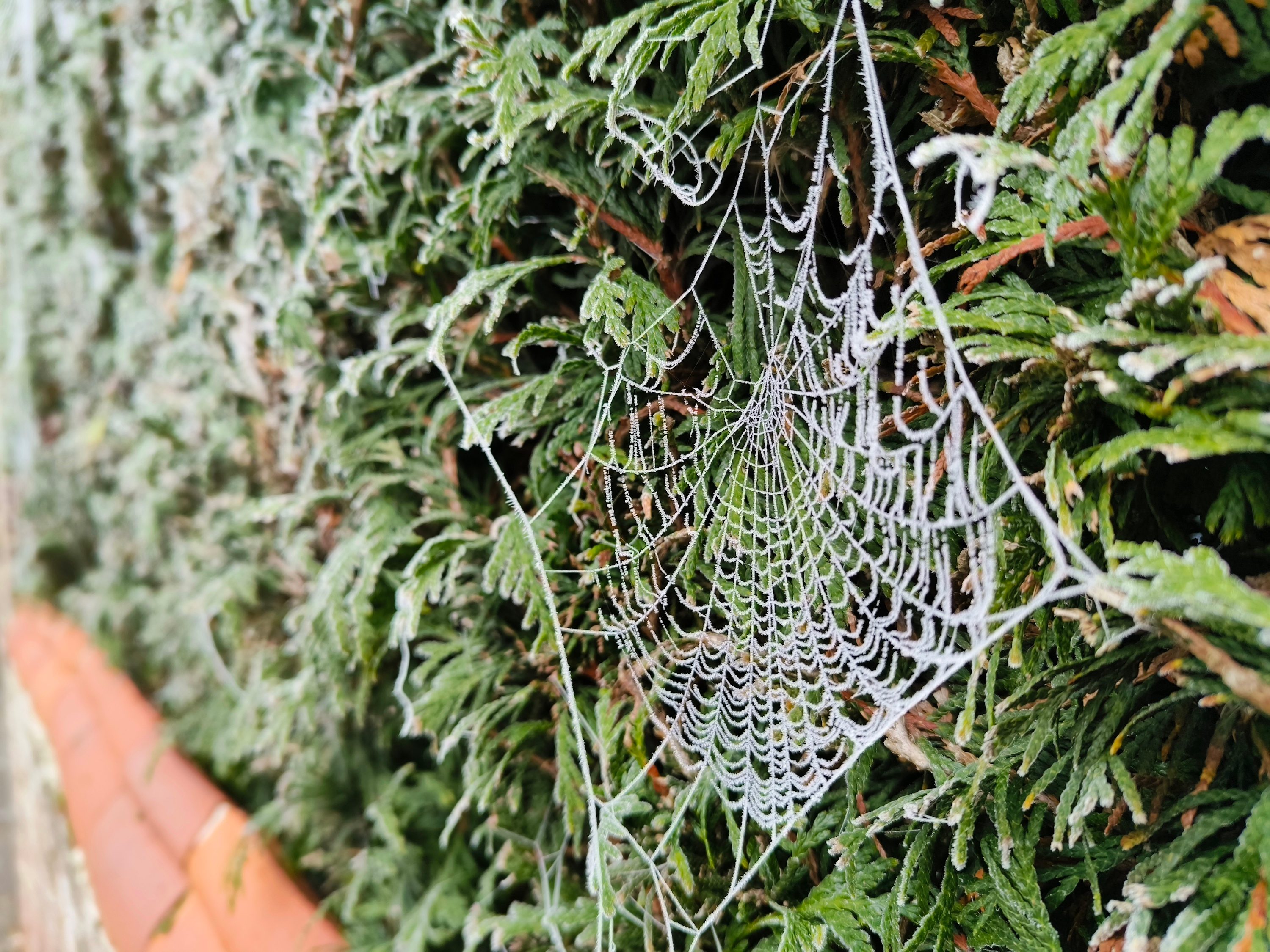 Phantom X2 Pro bokeh photo of a spider's web.
