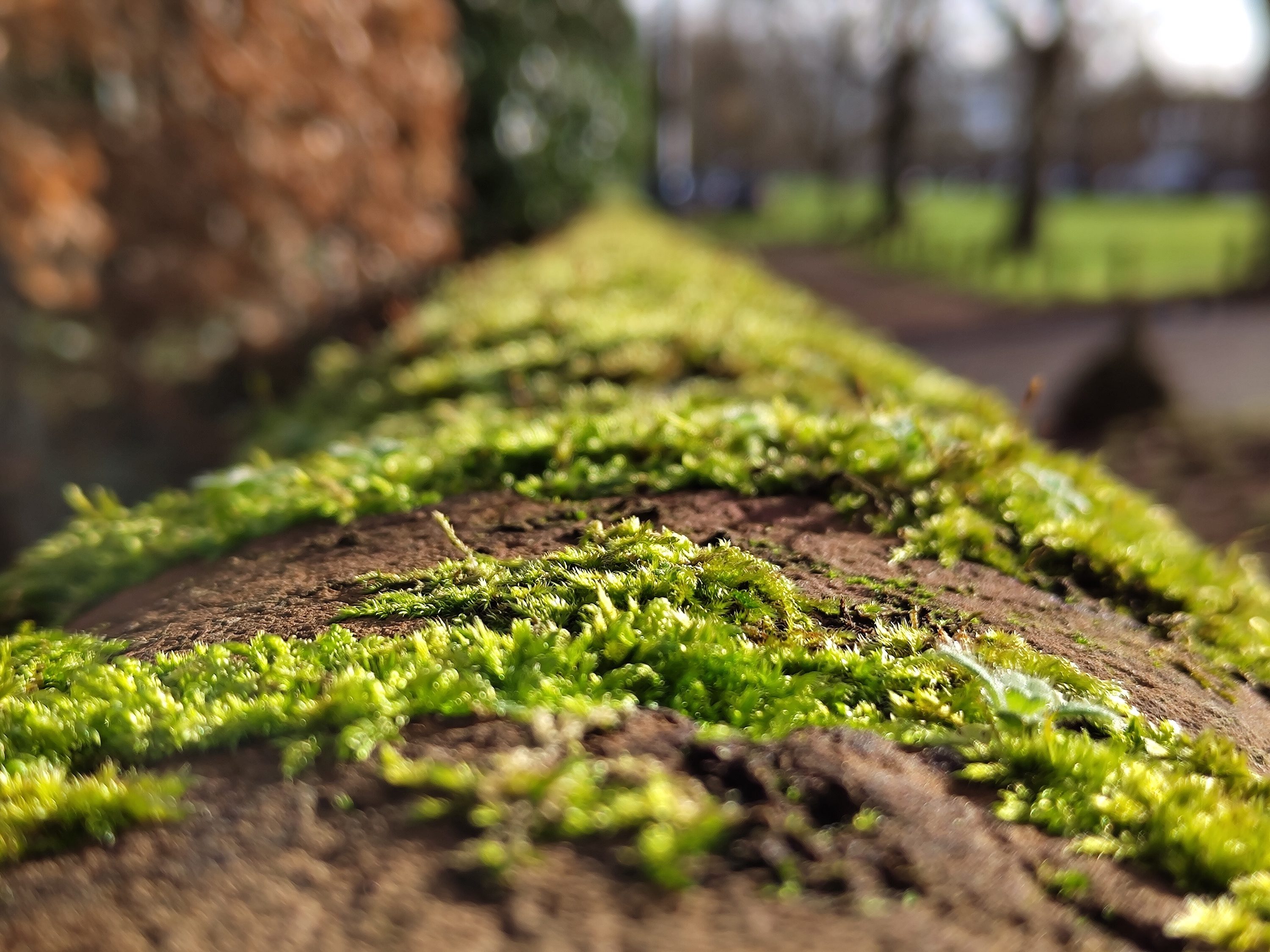 2x photo of moss taken with the Nothing Phone 1.
