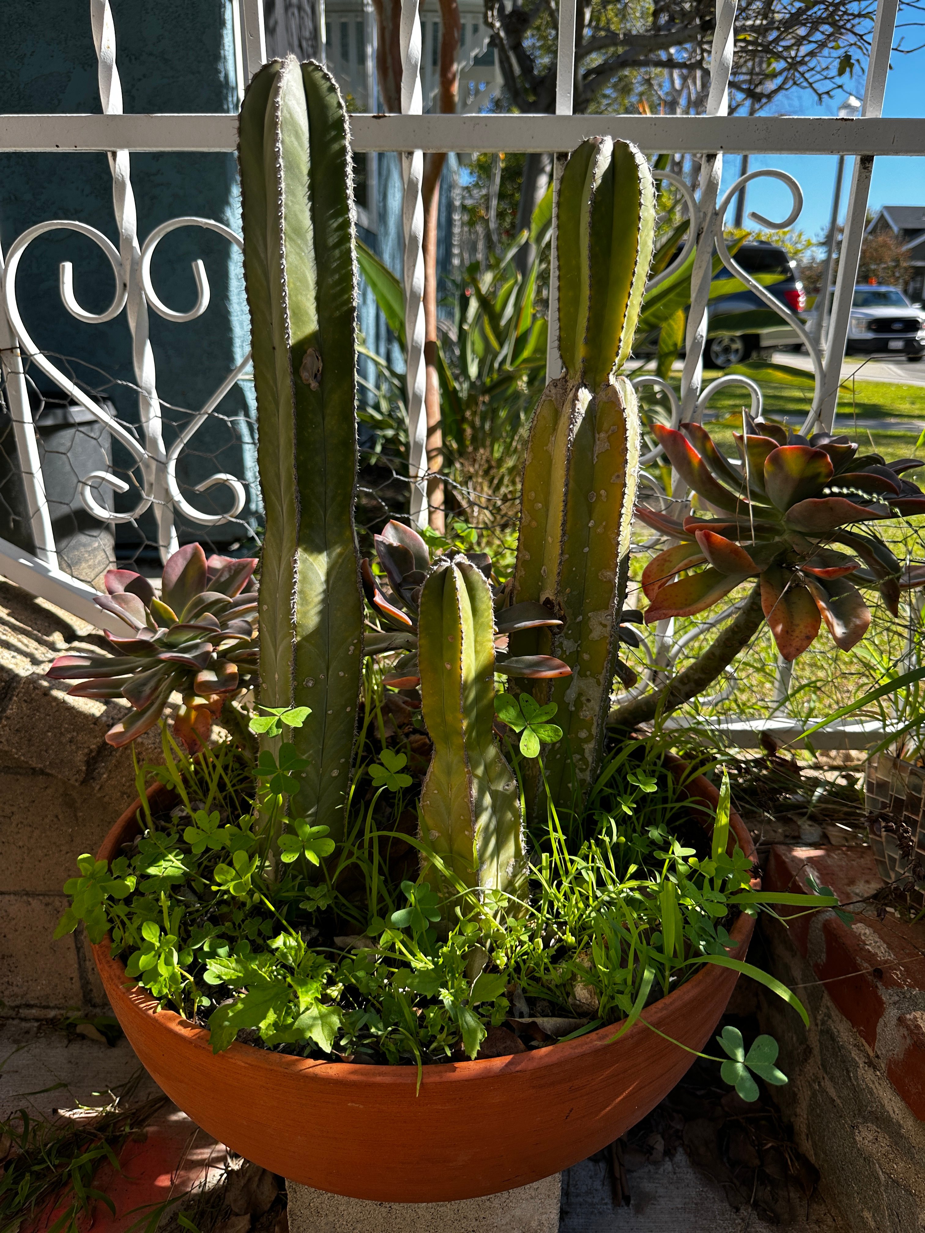 Cactus plant taken with iPhone 14 Pro