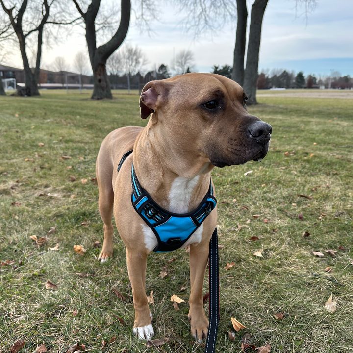 Photo of a pit bull/boxer mix standing outside in a soccer field.