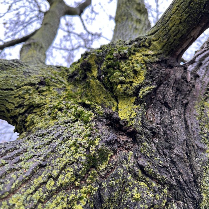 Photo of a large tree with green moss growing on it.