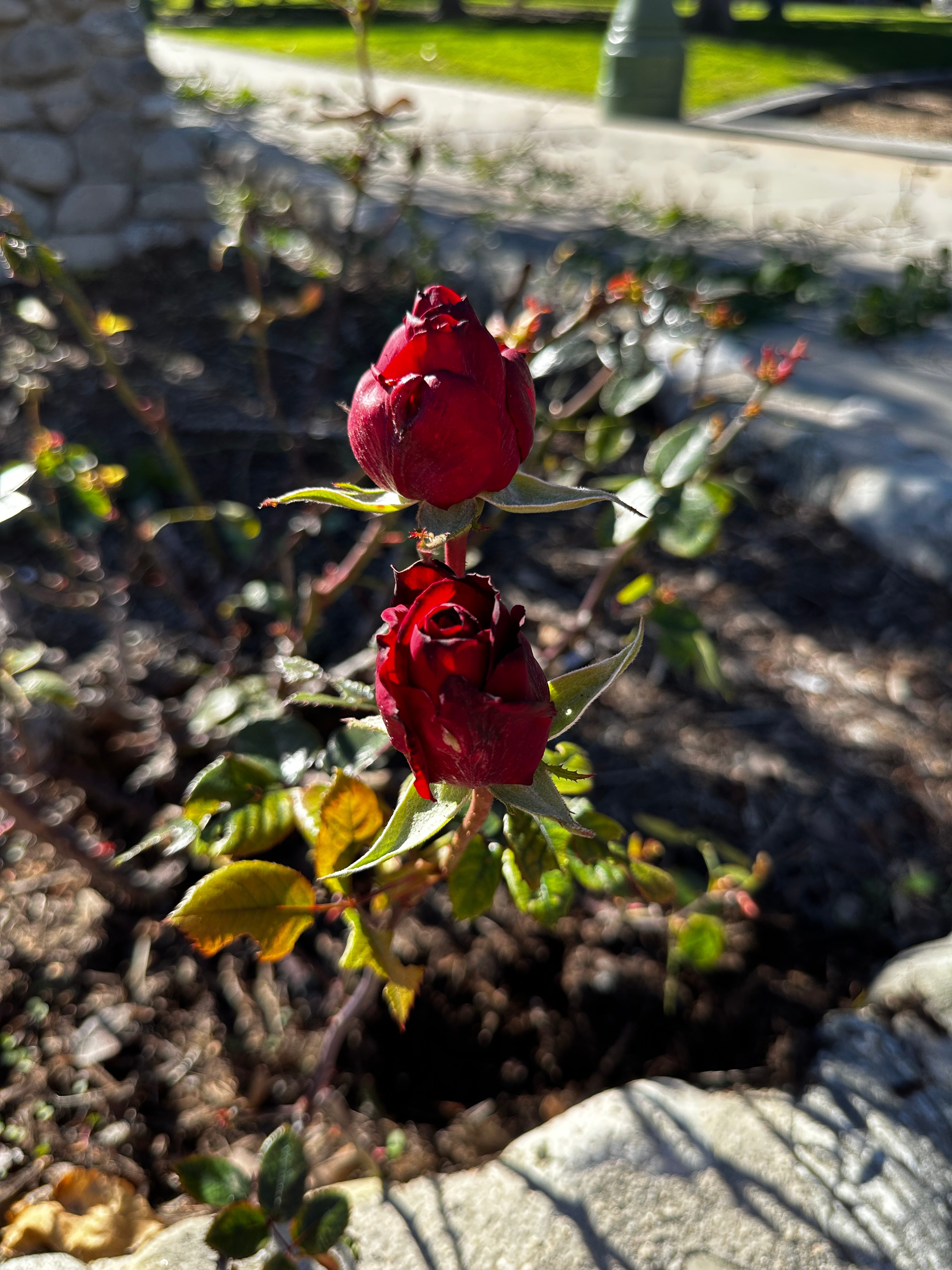 Rose buds taken with iPhone 14 Pro
