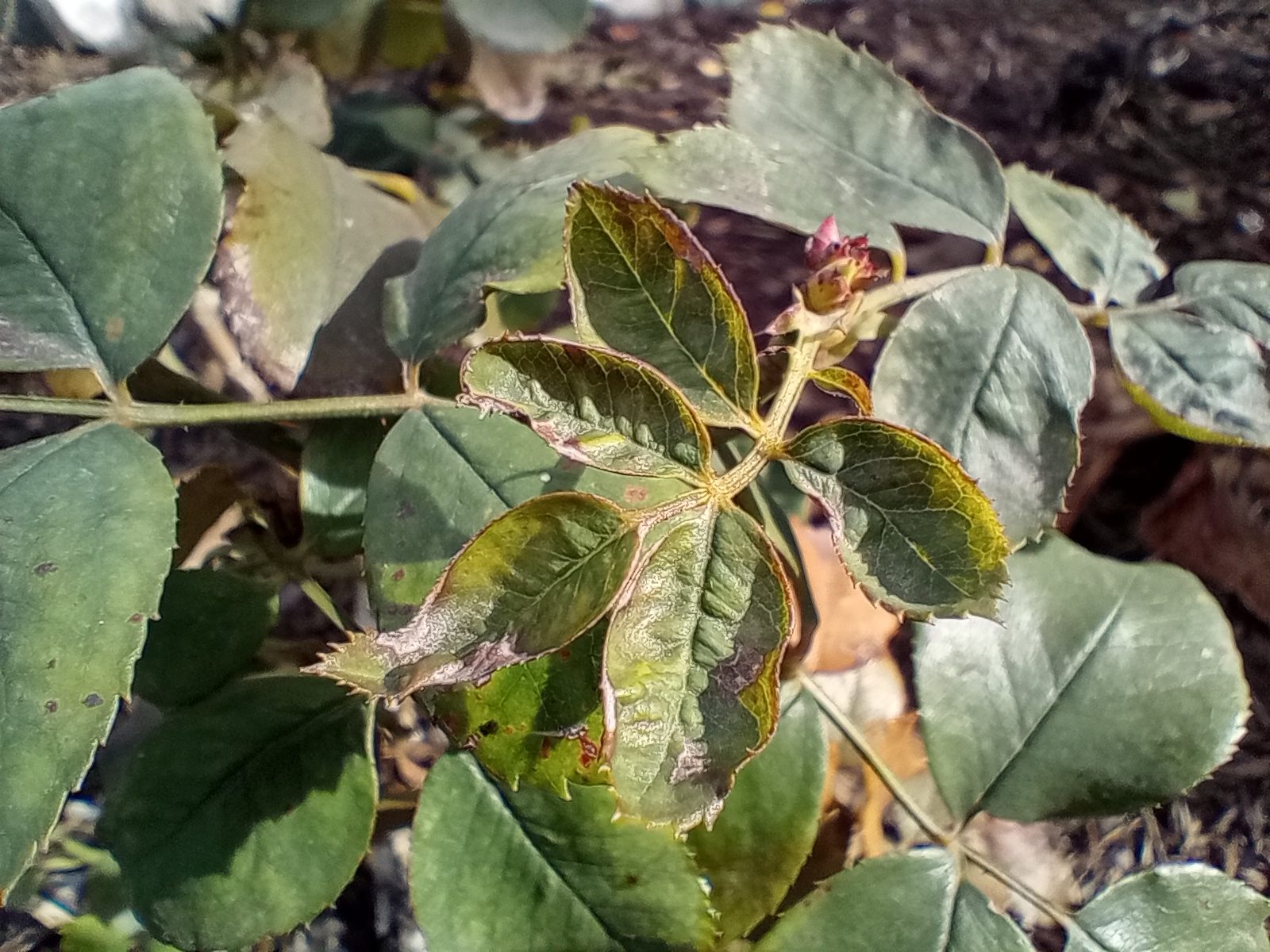 Macro of plant leaf taken with Moto G Play (2023)