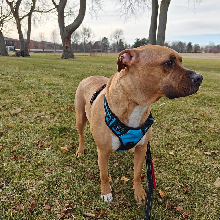 Photo of a pit bull/boxer mix standing outside in a soccer field.
