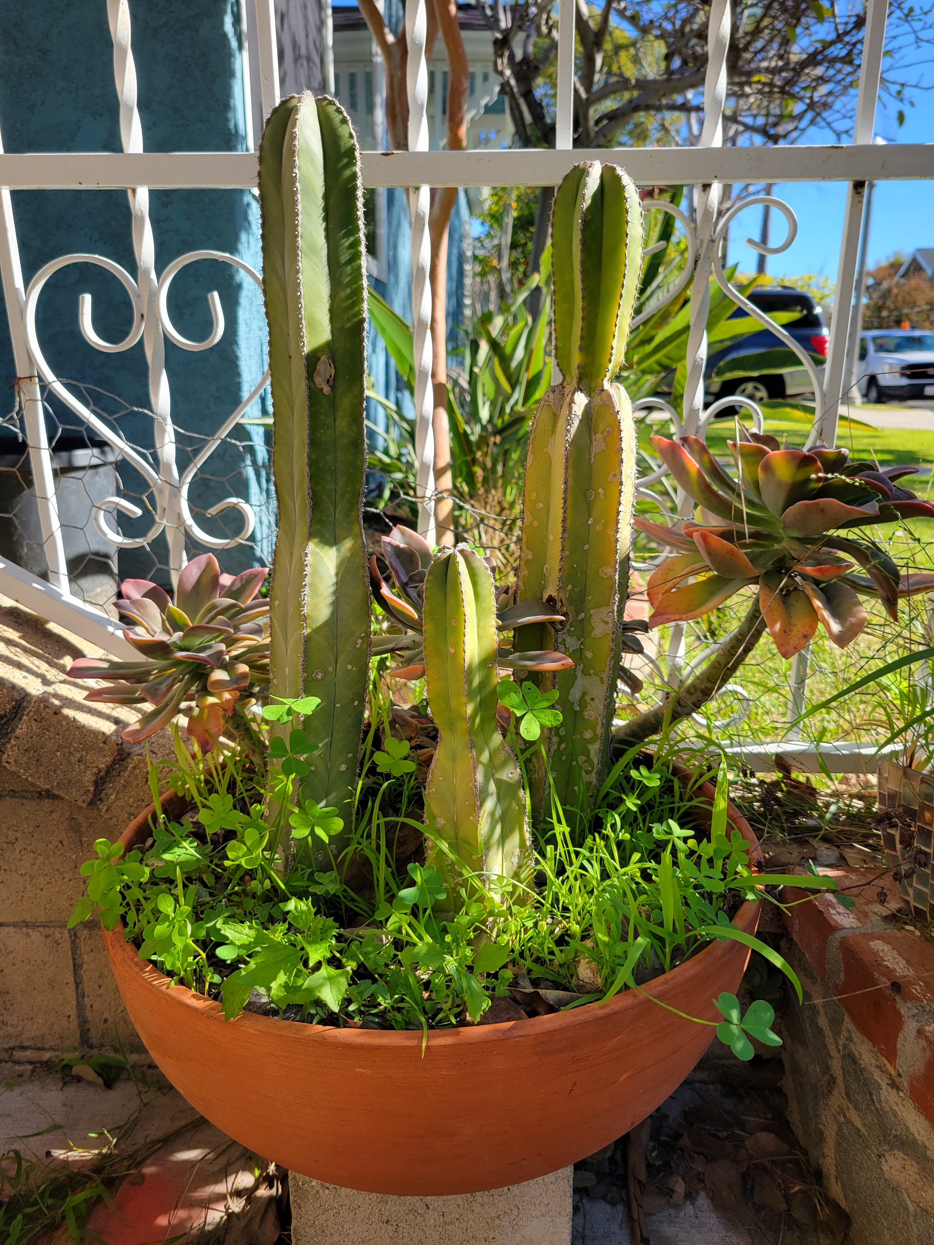 Cactus plant taken with Samsung Galaxy S21