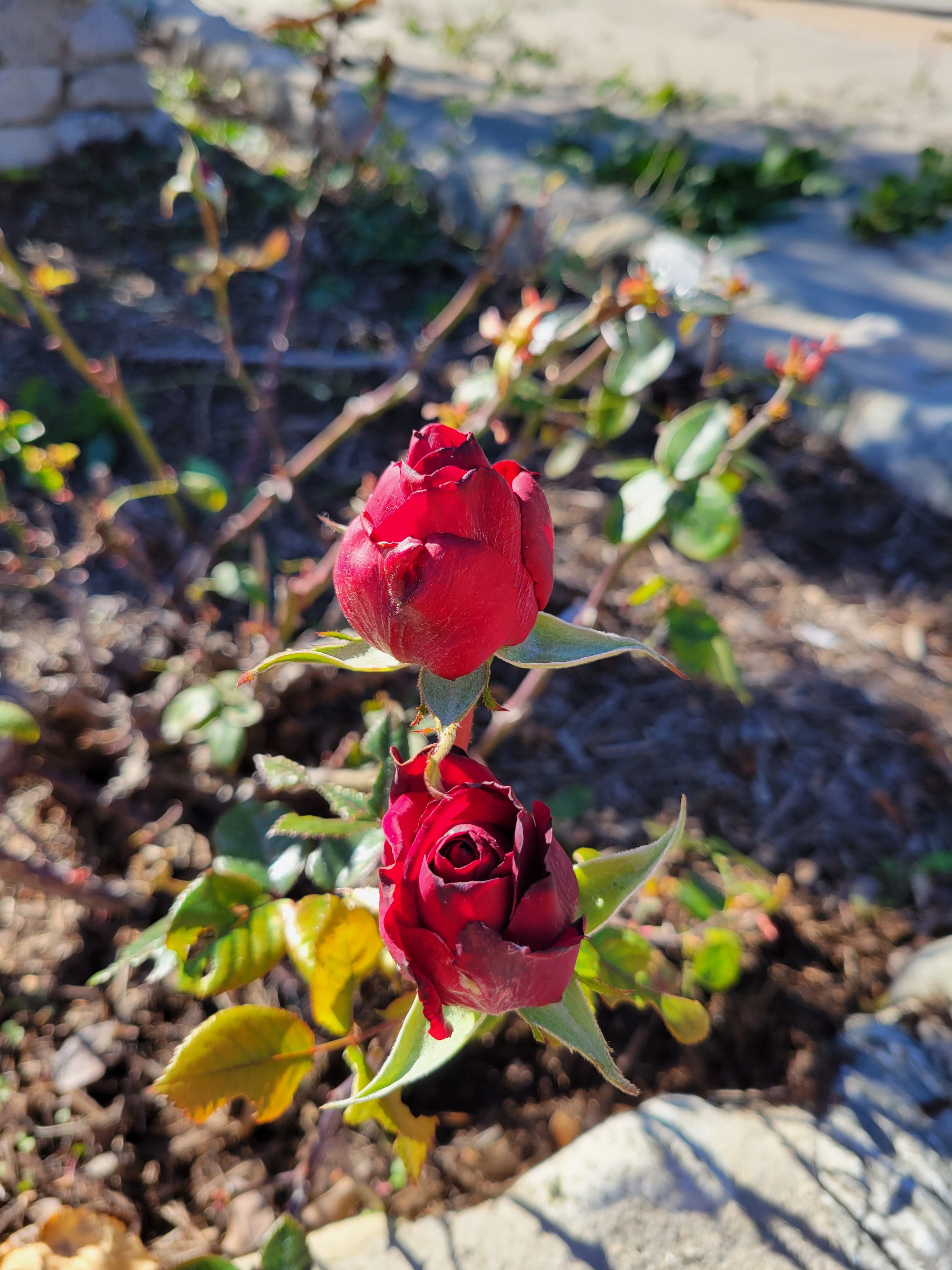 Rose buds taken with Samsung Galaxy S21