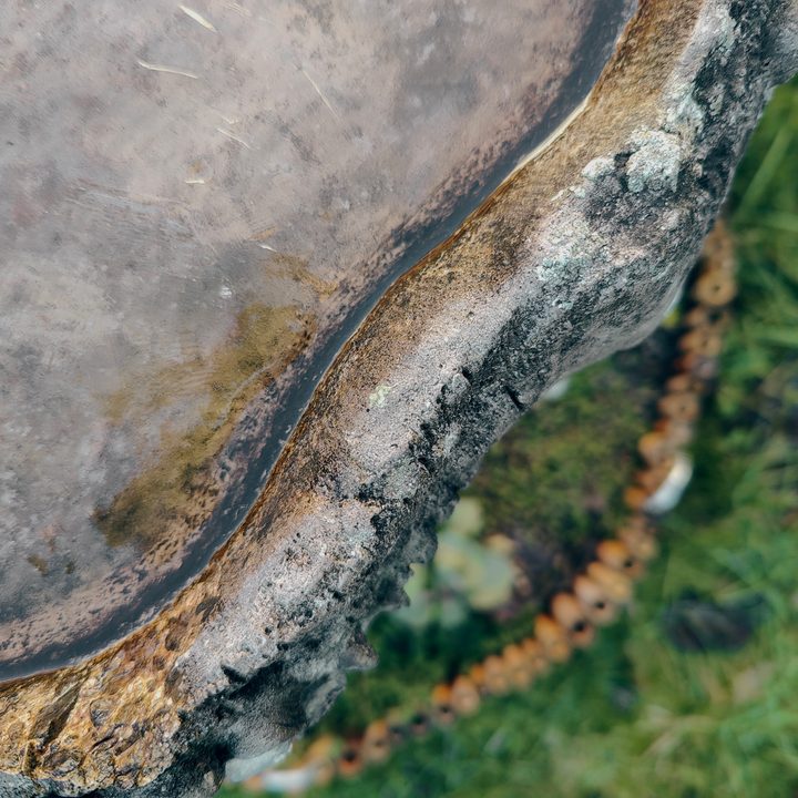 OnePlus 10 Pro main camera photo.