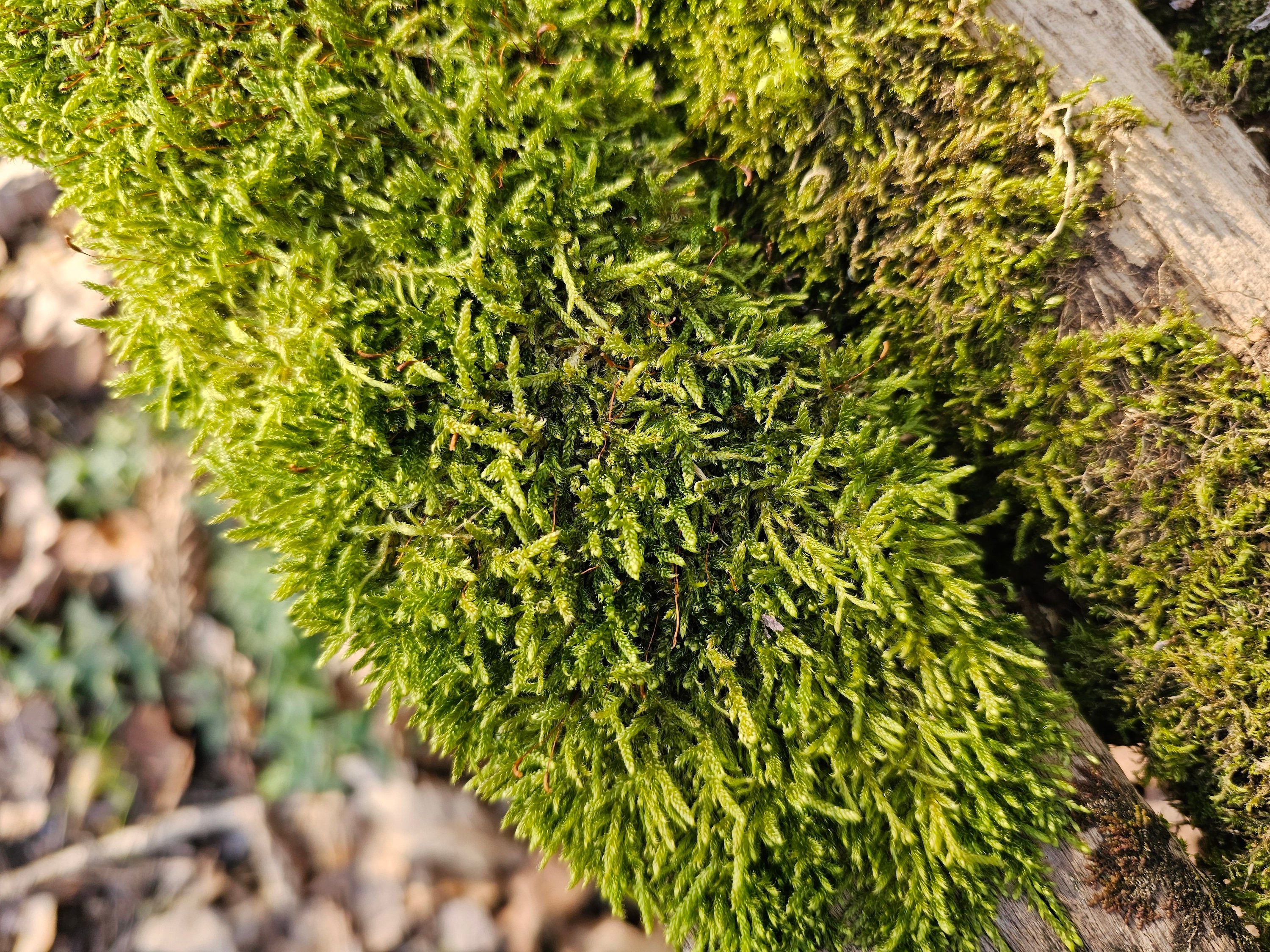 Photo taken with the Galaxy S23 Ultra's main camera.