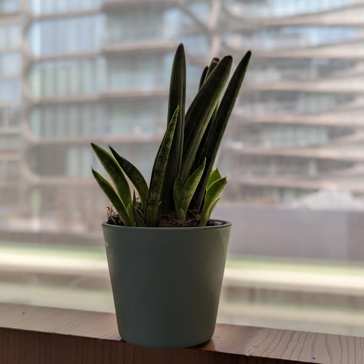 Pixel 7 Pro portrait mode photo of a succulent on a bed frame.