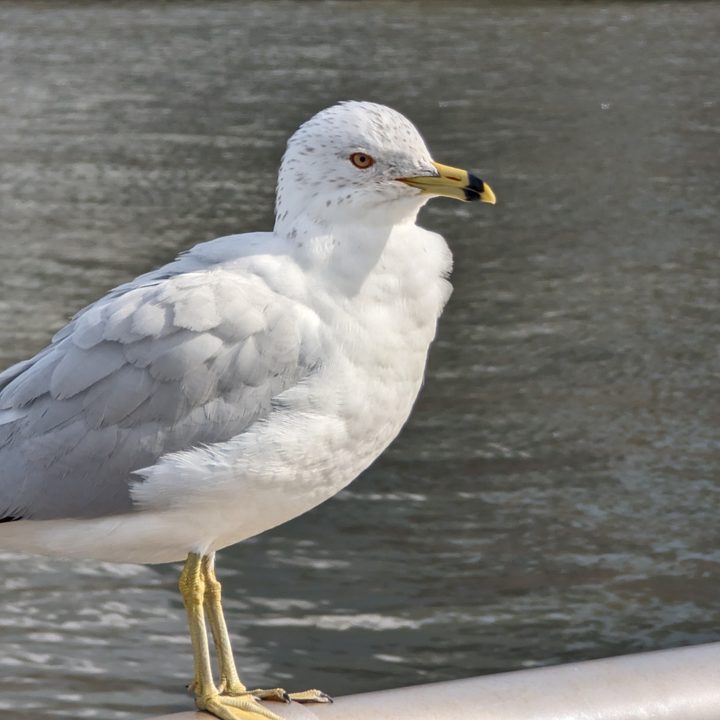 Pixel 7 Pro telephoto picture of a seagull on a railing.