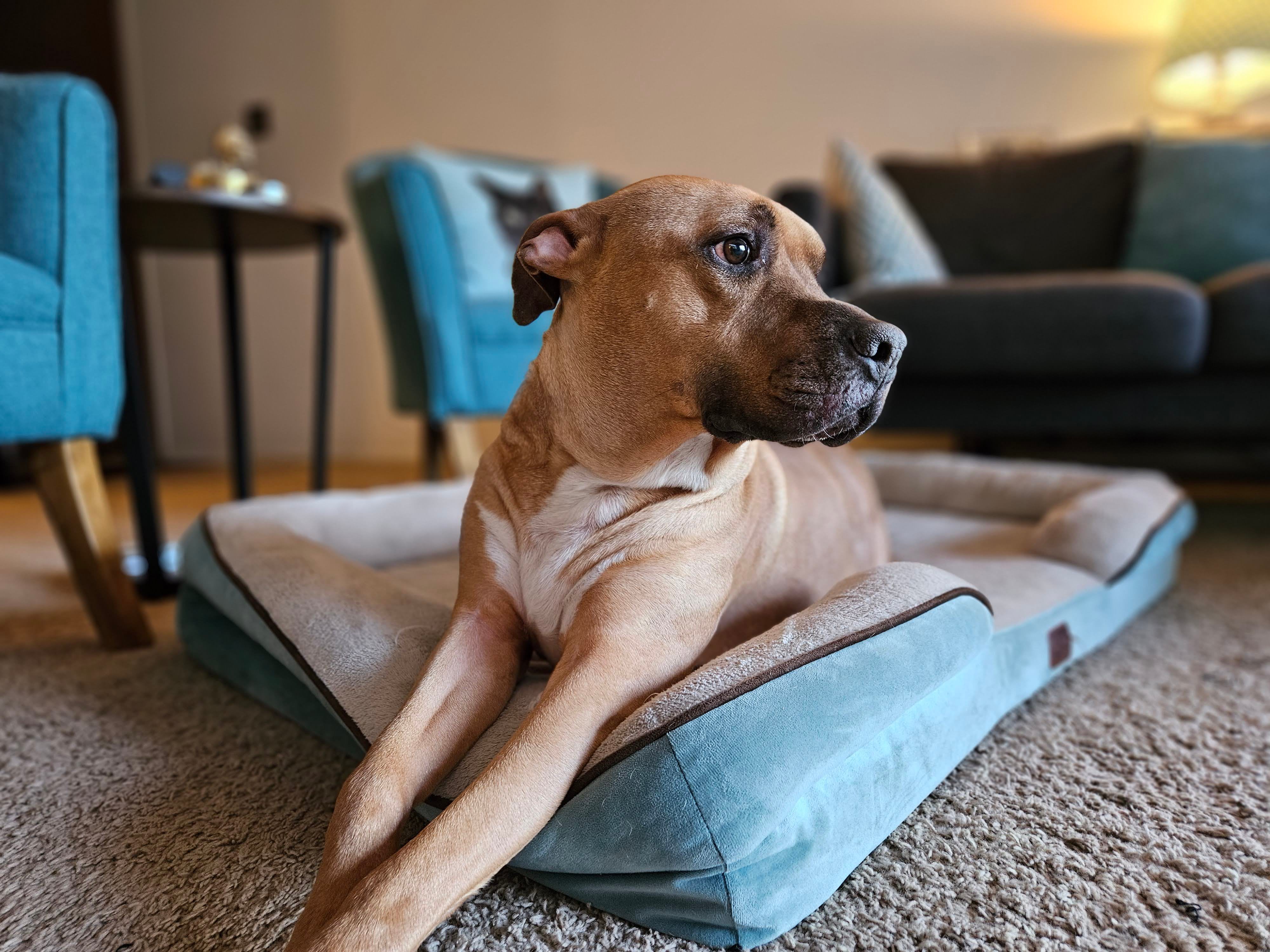 Samsung Galaxy S23 Plus photo of a dog in a bed.