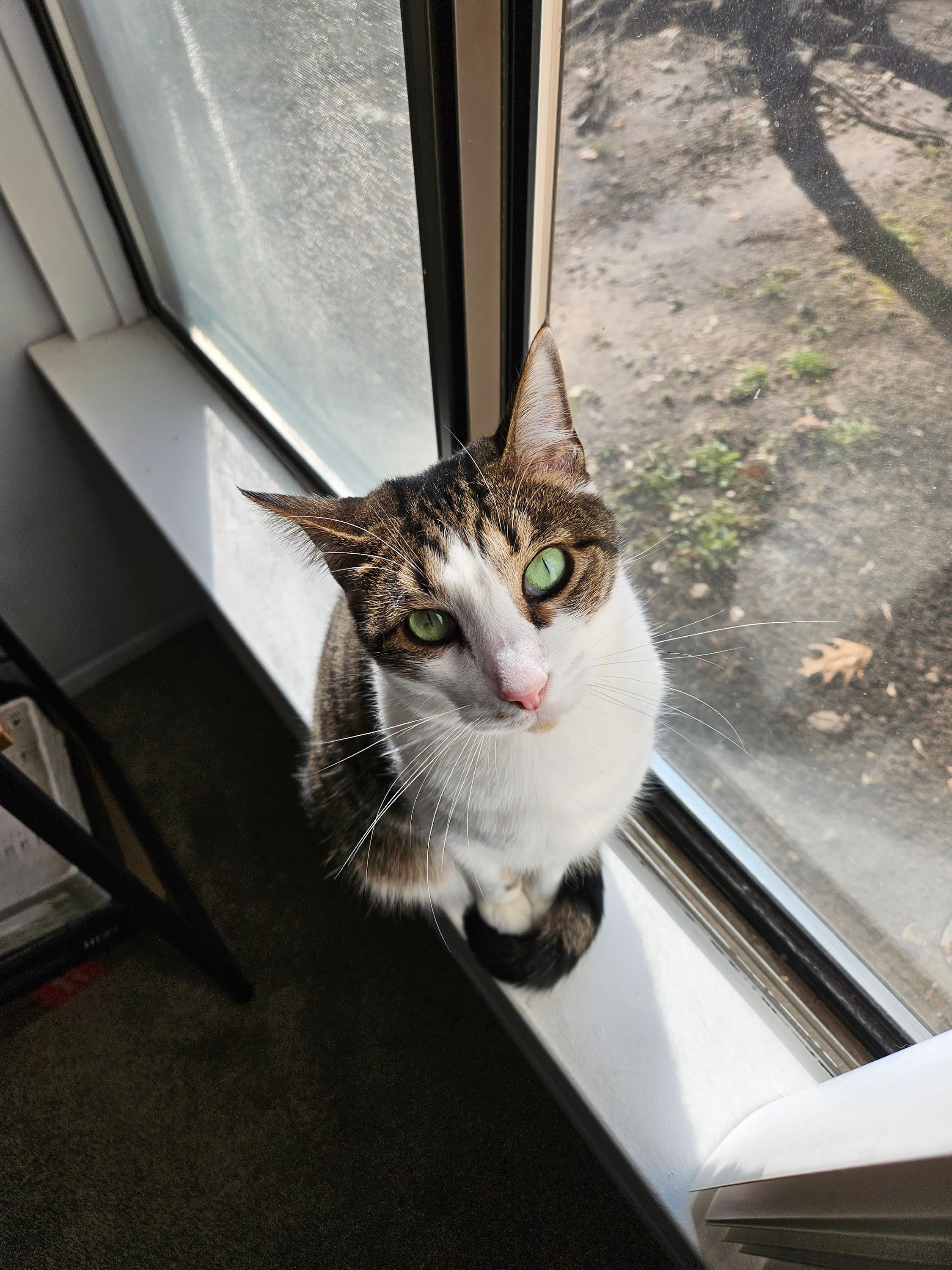 Samsung Galaxy S23 Plus photo of a cat sitting on a windowsill.