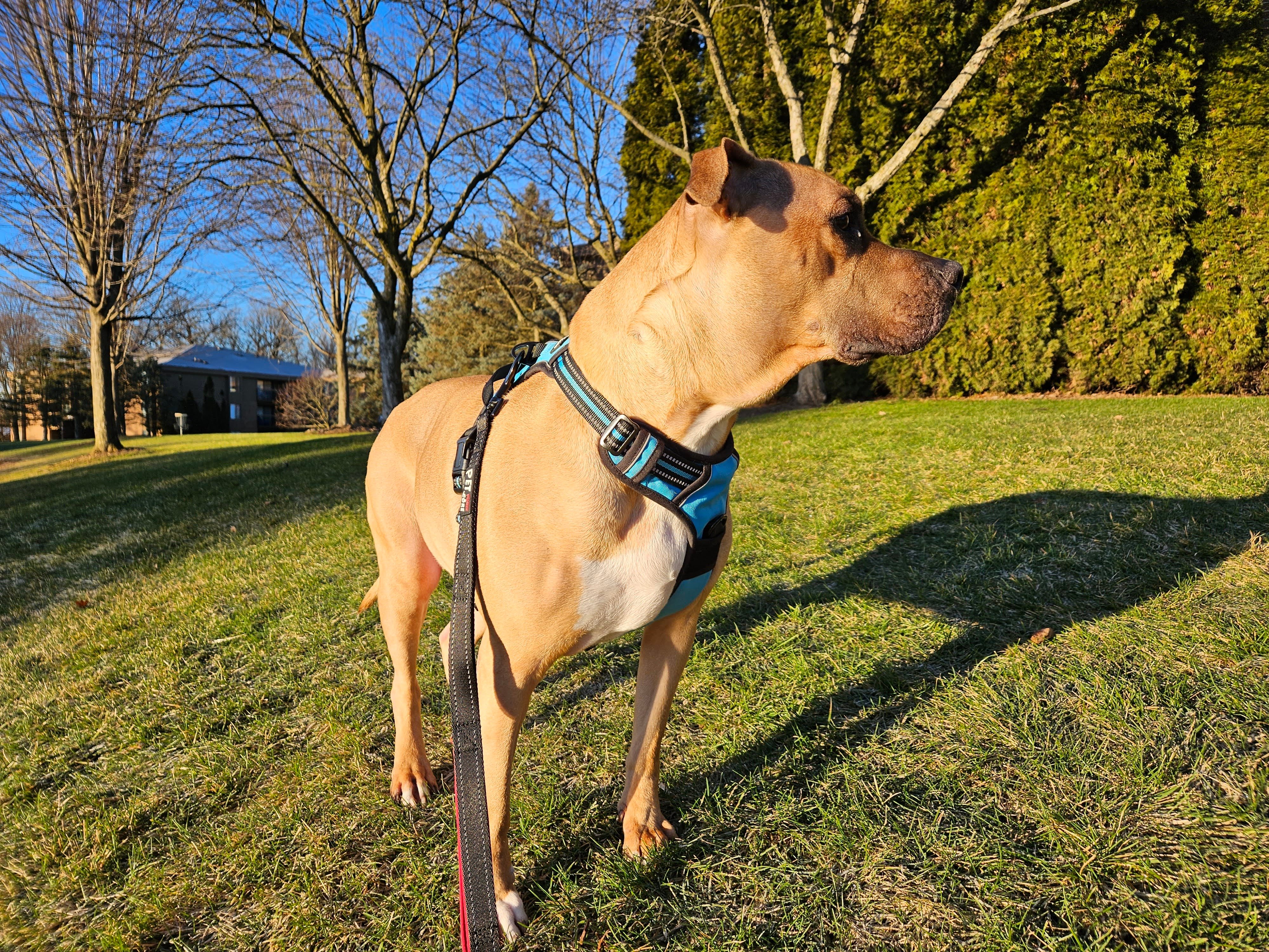 Samsung Galaxy S23 Plus photo of a dog outside.