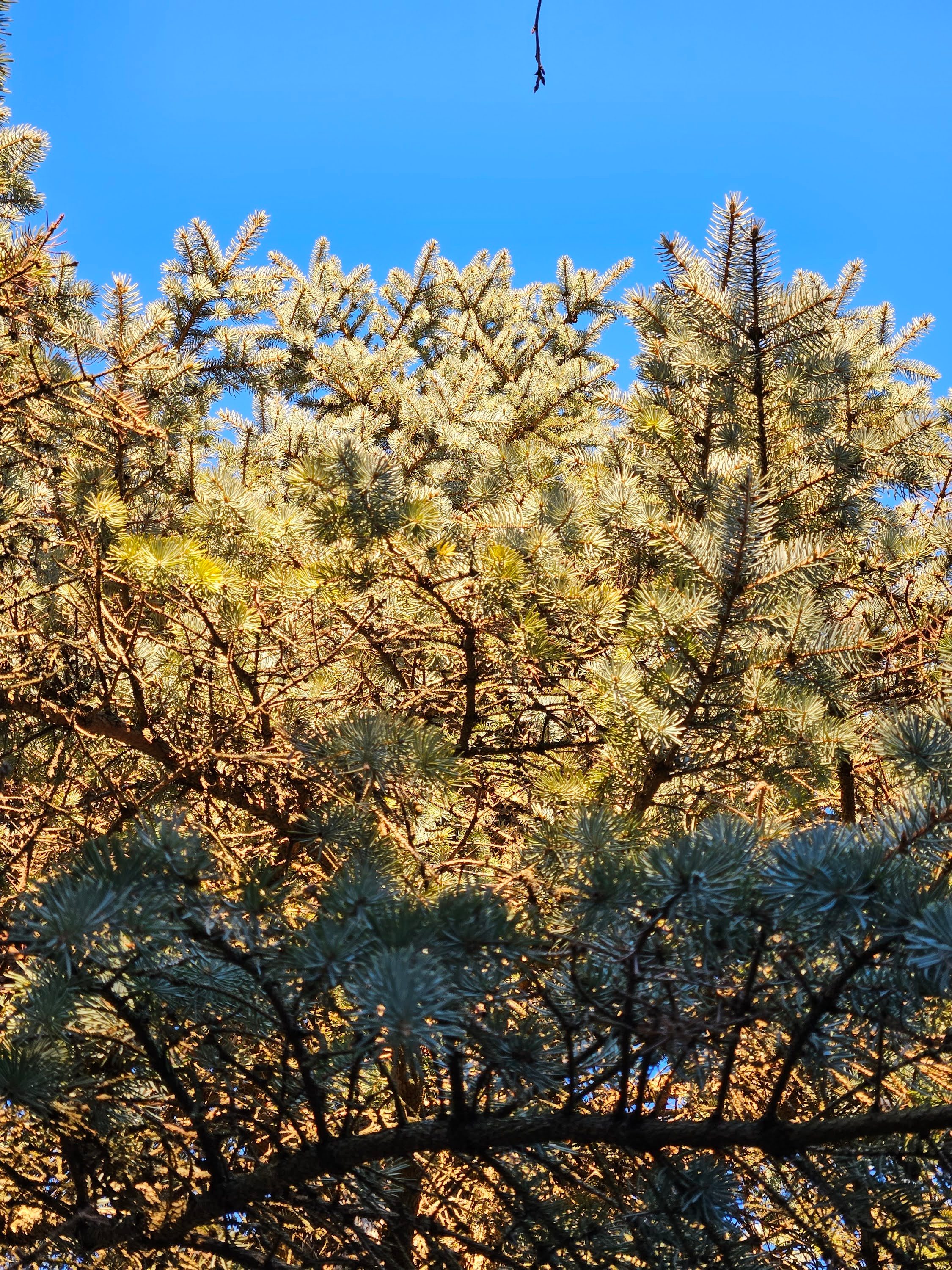 Samsung Galaxy S23 Plus photo of a pine tree outside with a blue sky.