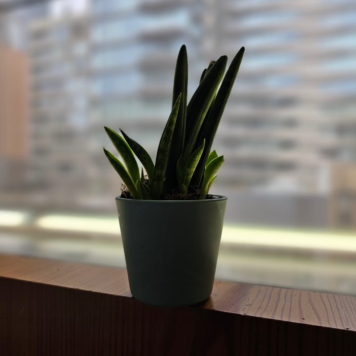 Galaxy S23 Ultra portrait mode photo of a succulent on a bed frame.