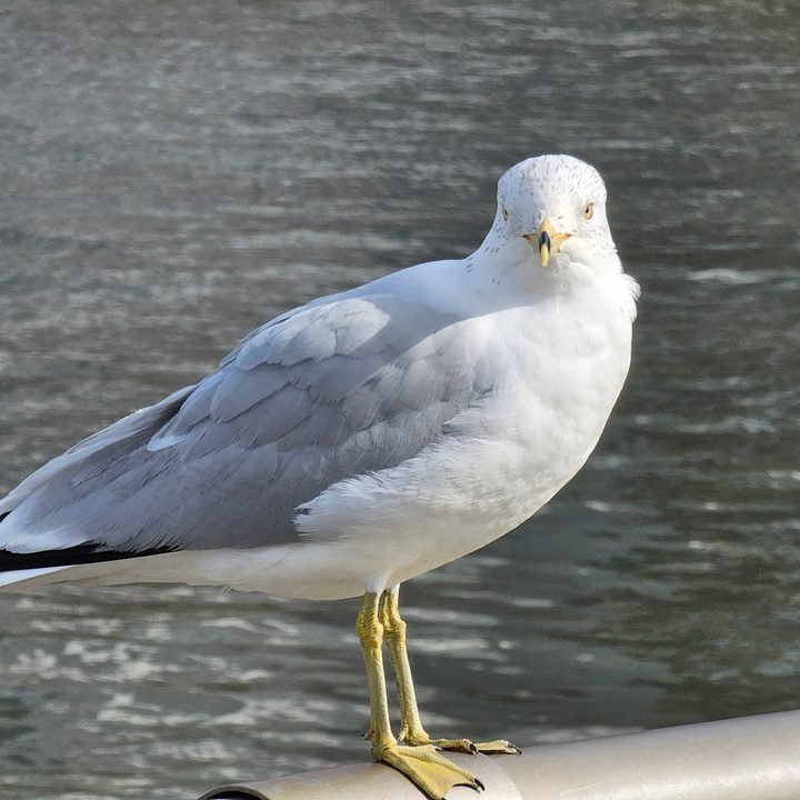 Galaxy S23 Ultra telephoto picture of a seagull on a railing.