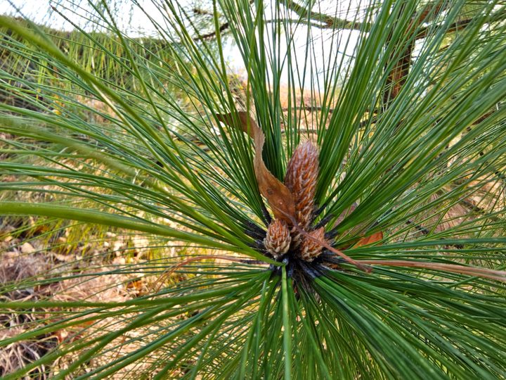 main camera sample from Samsung Galaxy S23 Ultra