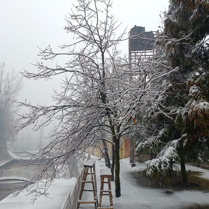 Pine tree amidst snowfall captured by Redmi Note 12 Pro Plus at 200MP.