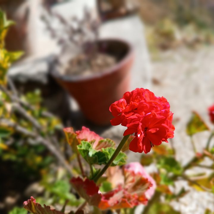 Red flower and shrub captured by Redmi Note 12 Pro Plus.