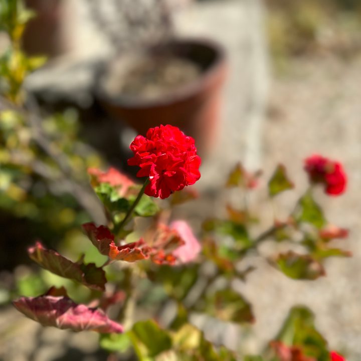 Red flower and shrub captured by iPhone 14 Pro.