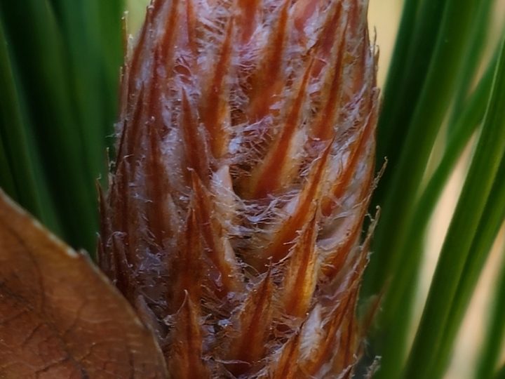 zoom view of full-res sample from Galaxy S32 Ultra