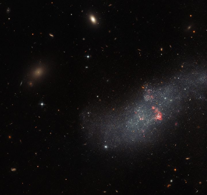 UGCA 307 hangs against an irregular backdrop of distant galaxies in this image from the NASA/ESA Hubble Space Telescope. The small galaxy consists of a diffuse band of stars containing red bubbles of gas that mark regions of recent star formation, and lies roughly 26 million light-years from Earth in the constellation Corvus. Appearing as just a small patch of stars, UGCA 307 is a diminutive dwarf galaxy without a defined structure — resembling nothing more than a hazy patch of passing cloud.
