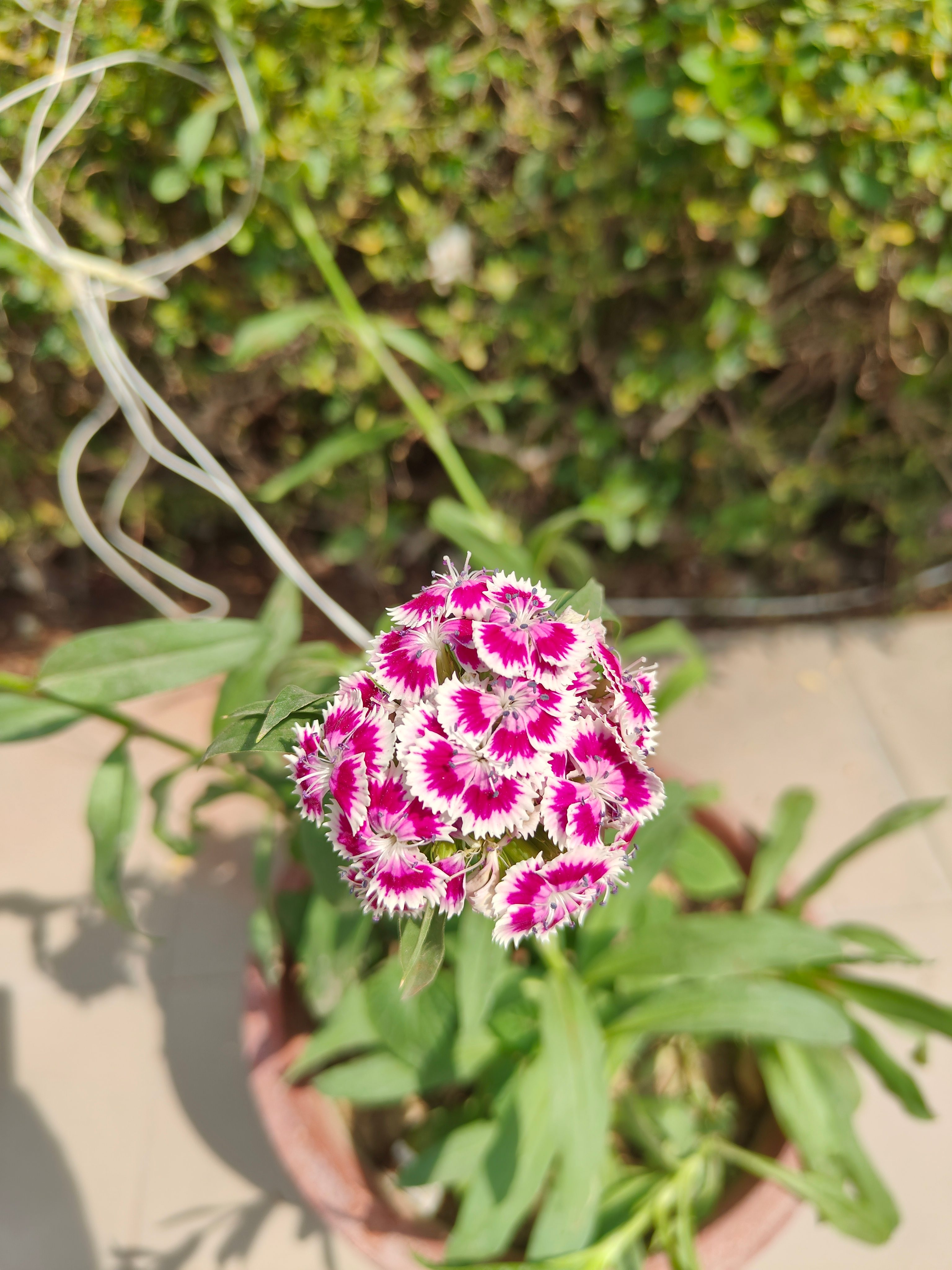 Flowers shot on OnePlus 11R portrait.