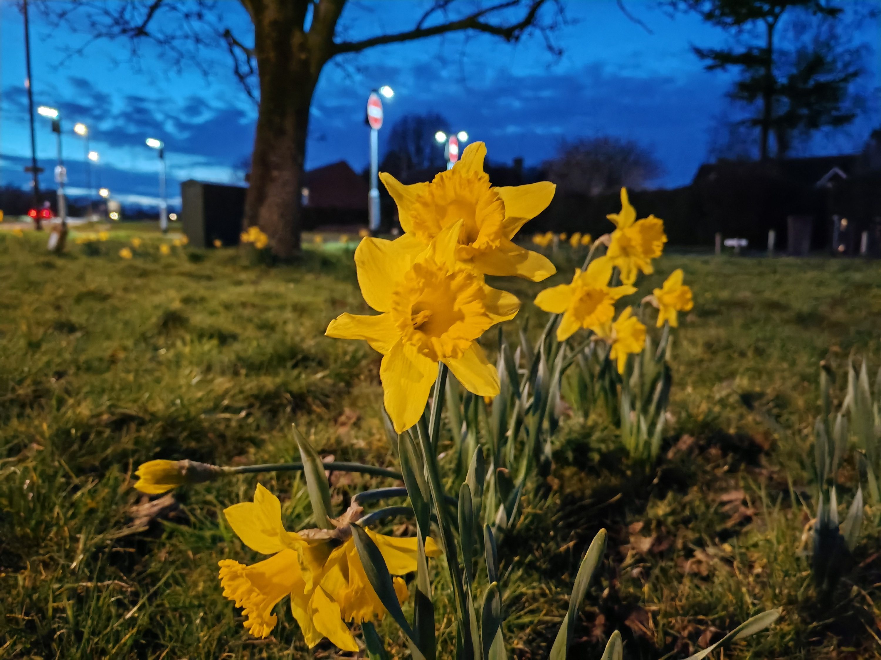 A photo taken with the Honor Magic Vs's main camera.
